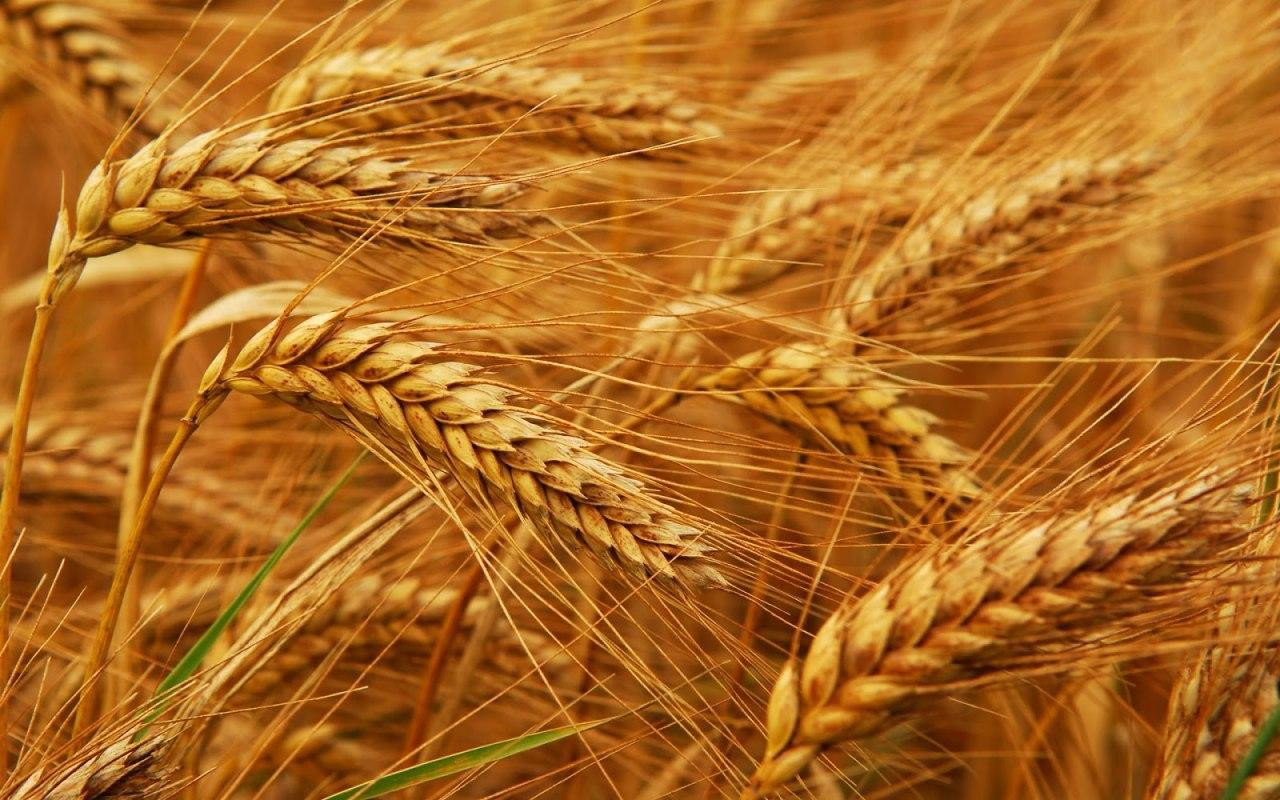في سوريا.. القمح روسي والمطاحن إيـرانية
