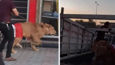 في العراق.. "أسد الشعب" في مواجهة "كلاب الحكومة" والصدر يدعو لإضراب شامل