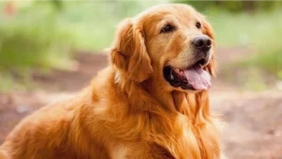 تفسير رؤية الكلاب الأليفة في المنام للعزباء والمتزوجة