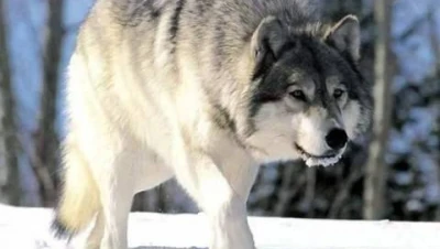 تفسير رؤية الذئب في المنام للعزباء والمتزوجة والحامل