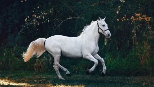 تفسير رؤية الحصان الأبيض في المنام للعزباء والمتزوجة والحامل لابن سيرين والنابلسي