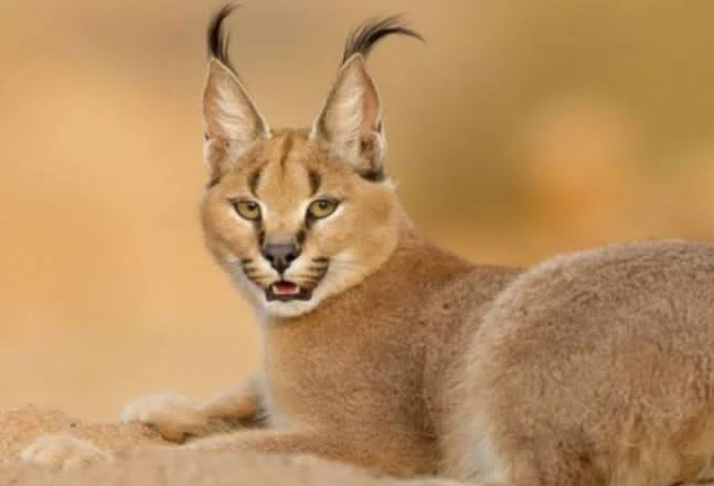 حيوان الوشق المصري يسّطر البطولات على الحدود مع مصر