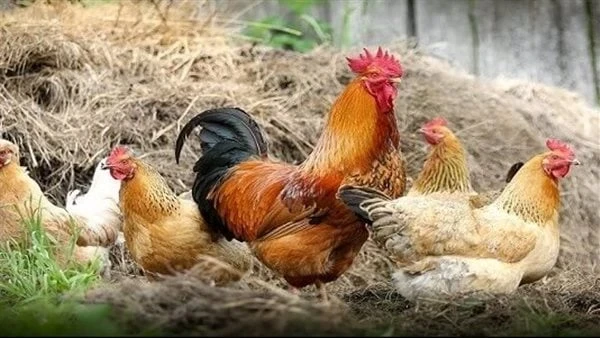 تفسير رؤية الدجاج في المنام للعزباء والمتزوجة والحامل لابن سيرين والنابلسي